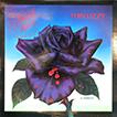 Roisin Dubh(Black Rose)
